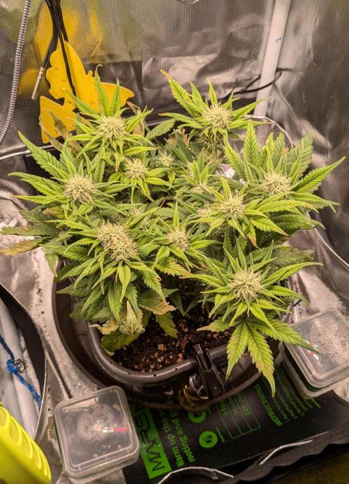 Amnesia Jelly Auto Microgrow. Week 7