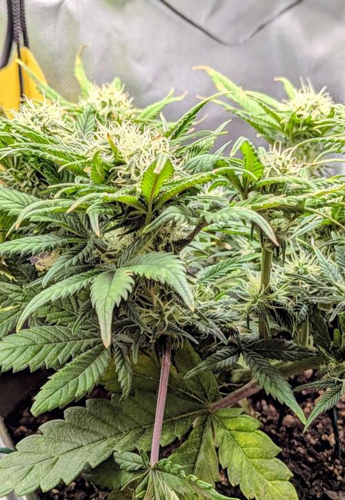 Amnesia Jelly Auto Microgrow. Week 7