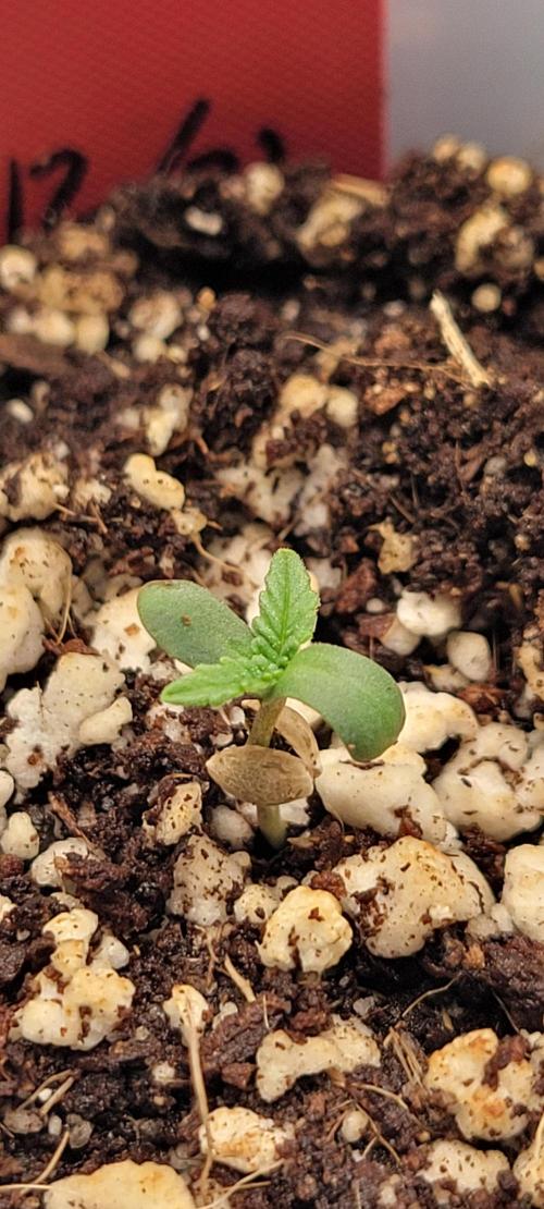 First time Jack. Week 0 - 12/26/25