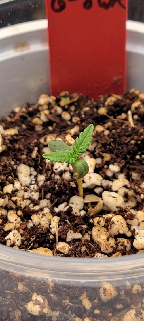 First time Jack. Week 0 - 12/27/25