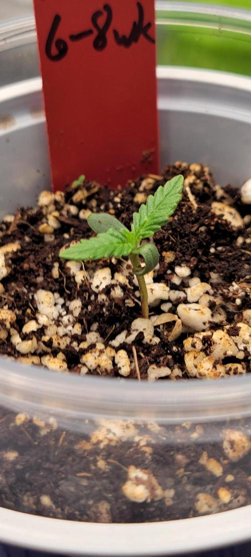 First time Jack. Week 0 - 12/28/25