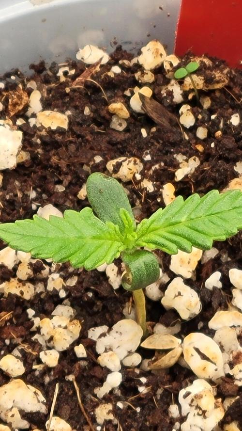 First time Jack. Week 0 - 12/29/25