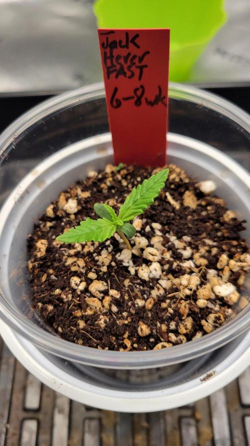 First time Jack. Week 0 - 12/30/25