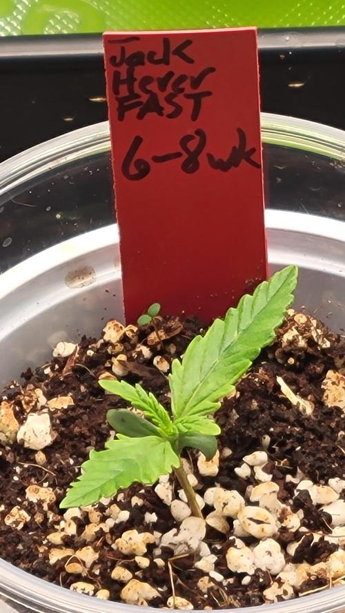 First time Jack. Week 0 - 12/31/25