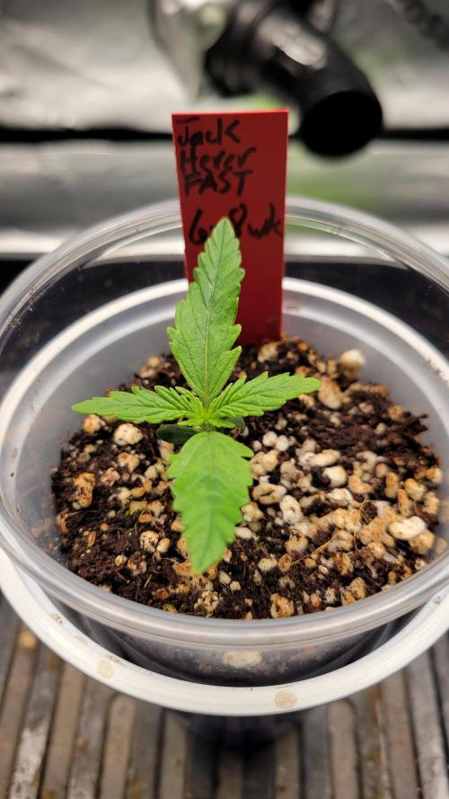 First time Jack. Week 0 - 1/01/26 - Week 2 Seedling