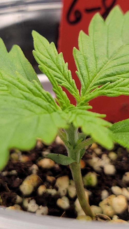 First time Jack. Week 0 - 1/03/26