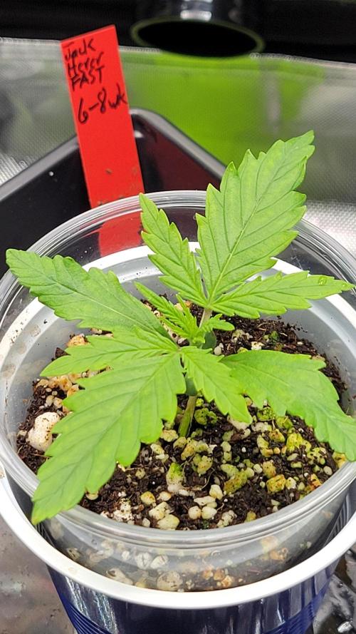 First time Jack. Week 0 - 1/04/26