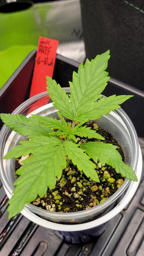 First time Jack. Week 0 - 1/05/26