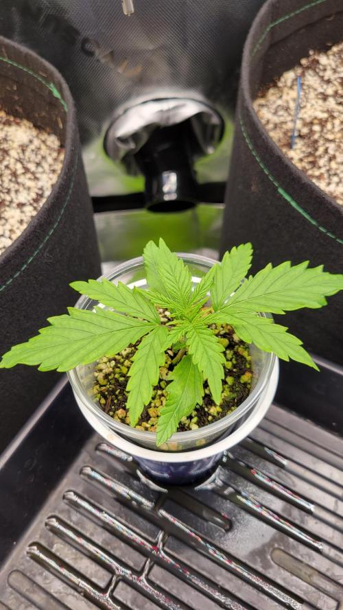 First time Jack. Week 0 - 1/06/26