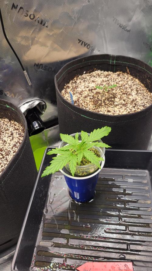 First time Jack. Week 0 - 1/07/26 -  Day 14