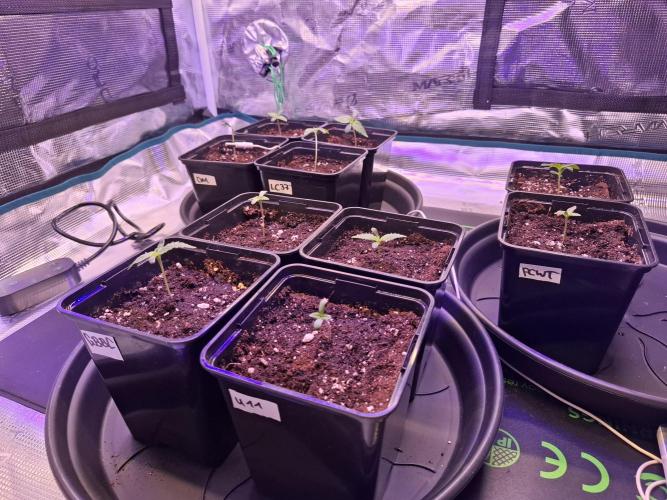 Mini-Pheno-Hunt - Urban Seedlab. Week 0