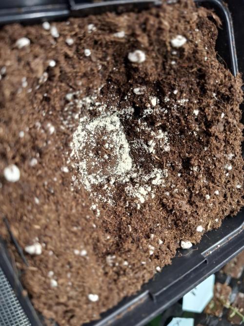 Mini-Pheno-Hunt - Urban Seedlab. Week 0