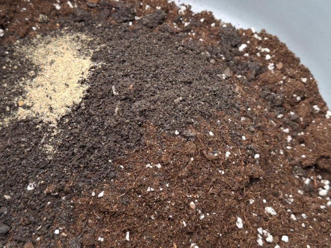 Mini-Pheno-Hunt - Urban Seedlab. Week 0