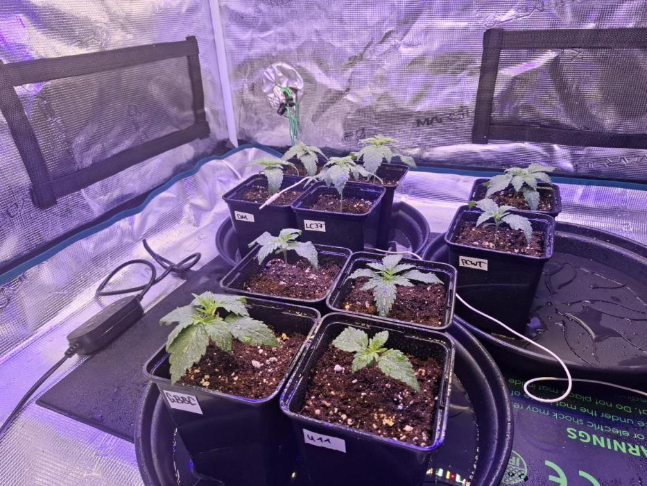 Mini-Pheno-Hunt - Urban Seedlab. Week 1