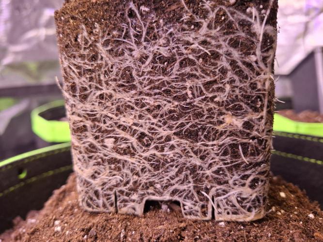 Mini-Pheno-Hunt - Urban Seedlab. Week 2