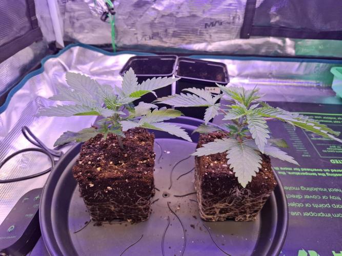 Mini-Pheno-Hunt - Urban Seedlab. Week 2