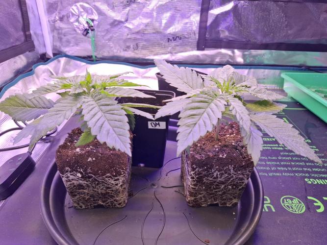 Mini-Pheno-Hunt - Urban Seedlab. Week 2