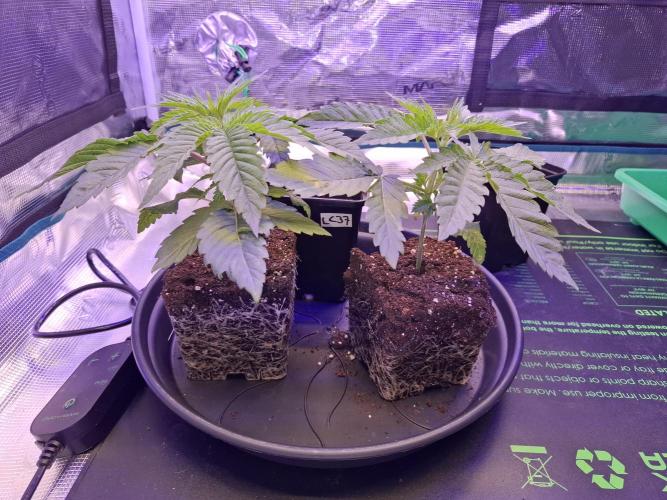 Mini-Pheno-Hunt - Urban Seedlab. Week 2