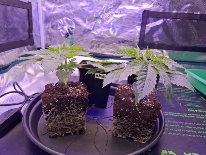 Mini-Pheno-Hunt - Urban Seedlab. Week 2