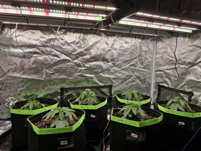 Mini-Pheno-Hunt - Urban Seedlab. Week 2