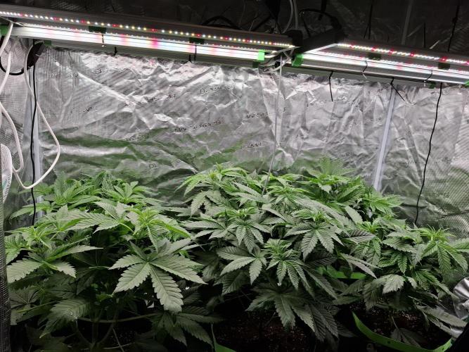 Mini-Pheno-Hunt - Urban Seedlab. Week 4 - Before defoliation.