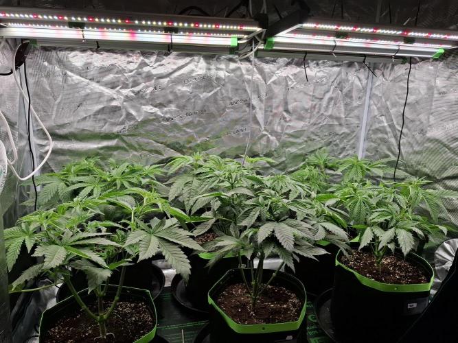 Mini-Pheno-Hunt - Urban Seedlab. Week 4 - After defoliation.