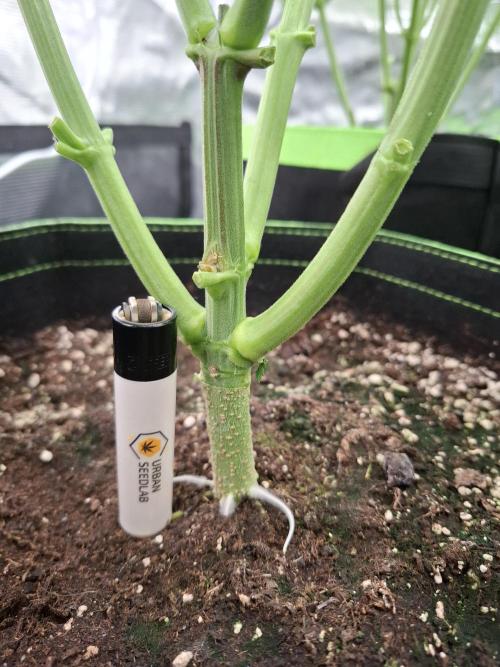 Mini-Pheno-Hunt - Urban Seedlab. Week 4 - One shoot broke off, impressed by the diameter of the side branches.