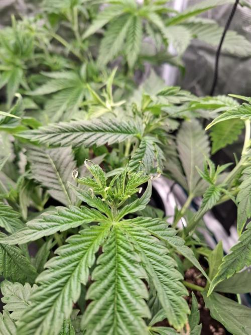 Mini-Pheno-Hunt - Urban Seedlab. Week 4 - Acute dehydration of tje Diamond Marker front right position.