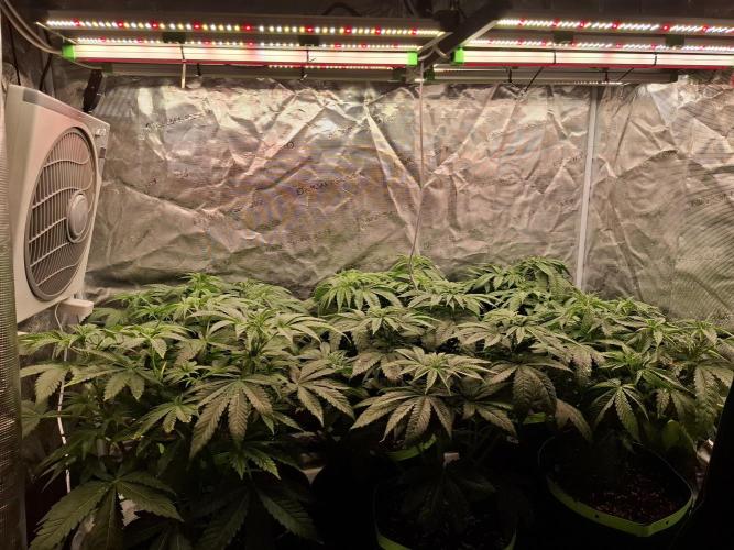 Mini-Pheno-Hunt - Urban Seedlab. Week 5 - Overview with added deep red since F-Day 1