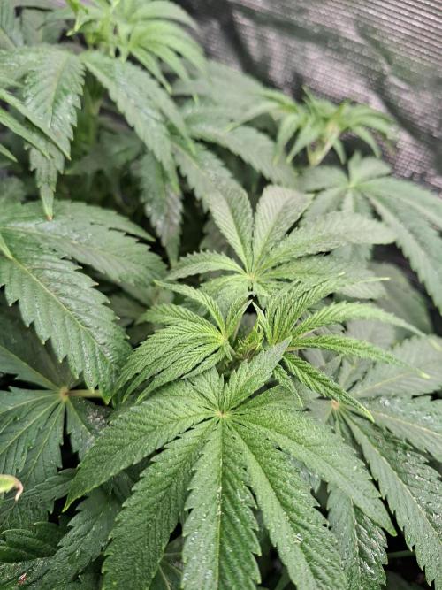 Mini-Pheno-Hunt - Urban Seedlab. Week 5 - Back left: Urbans 11