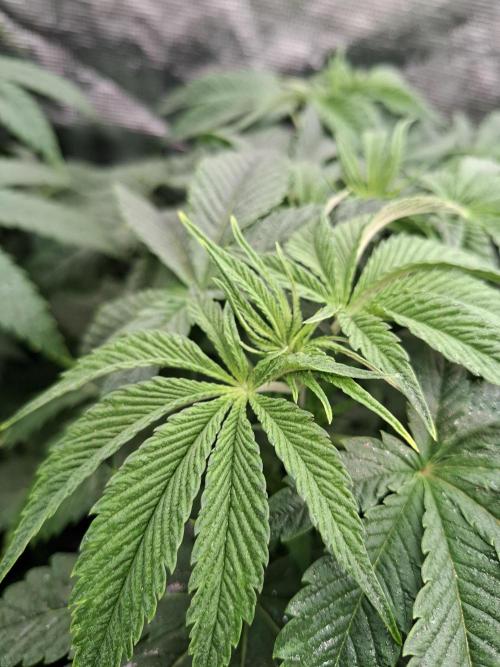 Mini-Pheno-Hunt - Urban Seedlab. Week 5 - Back middle: Lab Candy #37