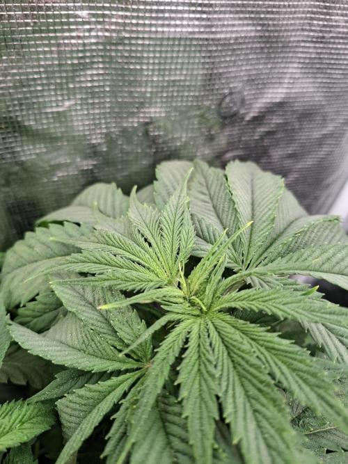 Mini-Pheno-Hunt - Urban Seedlab. Week 5 - Back right: Diamond Marker 