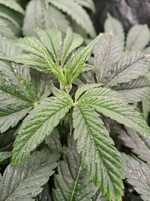 Mini-Pheno-Hunt - Urban Seedlab. Week 5 - Front right: Diamond Marker