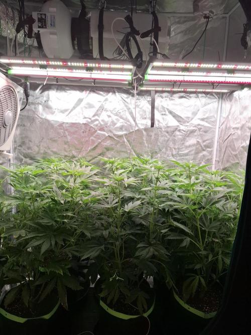 Mini-Pheno-Hunt - Urban Seedlab. Week 6 - Day 21 defoliation will be some work, but looking forward to it!