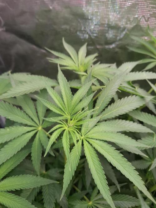 Mini-Pheno-Hunt - Urban Seedlab. Week 6 - Back left: Urban 11