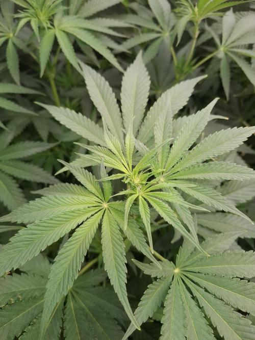 Mini-Pheno-Hunt - Urban Seedlab. Week 6 - Front left: Gorillato x BBC