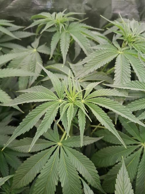 Mini-Pheno-Hunt - Urban Seedlab. Week 6 - Back middle: Lab Candy #37