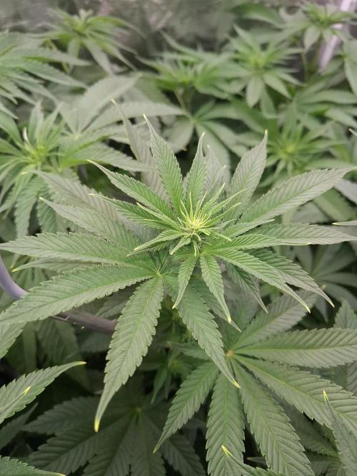 Mini-Pheno-Hunt - Urban Seedlab. Week 6 - Front middle: Permanent Chimera #35 x White Truffle 