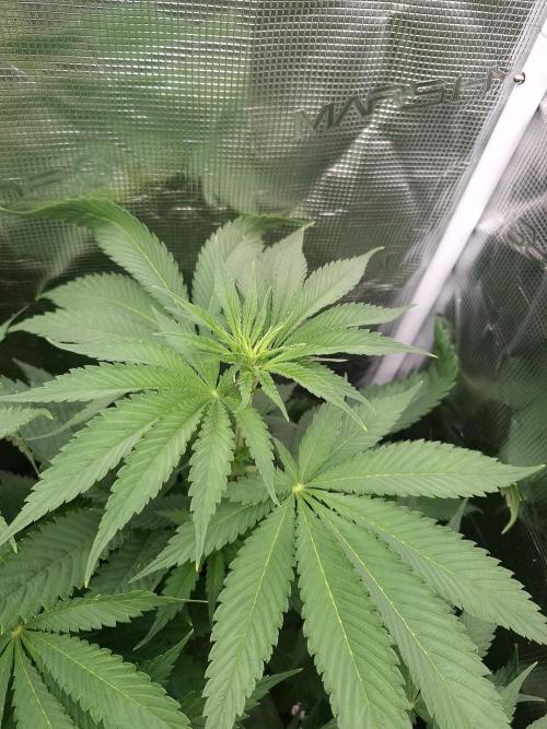 Mini-Pheno-Hunt - Urban Seedlab. Week 6 - Back right: smaller/ more broad leafed Diamond Marker 