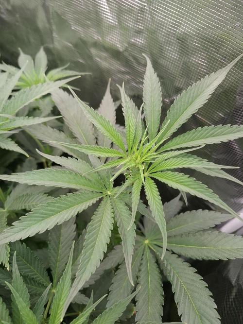 Mini-Pheno-Hunt - Urban Seedlab. Week 6 - Front right: the other Diamond Marker 