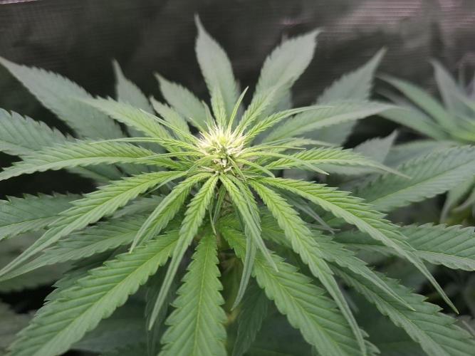 Mini-Pheno-Hunt - Urban Seedlab. Week 7 - Diamond Marker 