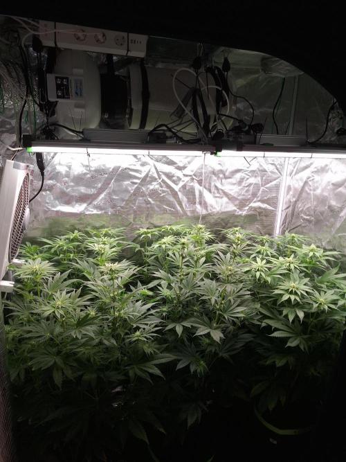 Mini-Pheno-Hunt - Urban Seedlab. Week 7 - Overview Front