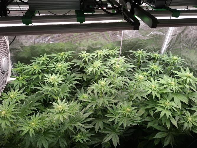 Mini-Pheno-Hunt - Urban Seedlab. Week 7 - Overview from above