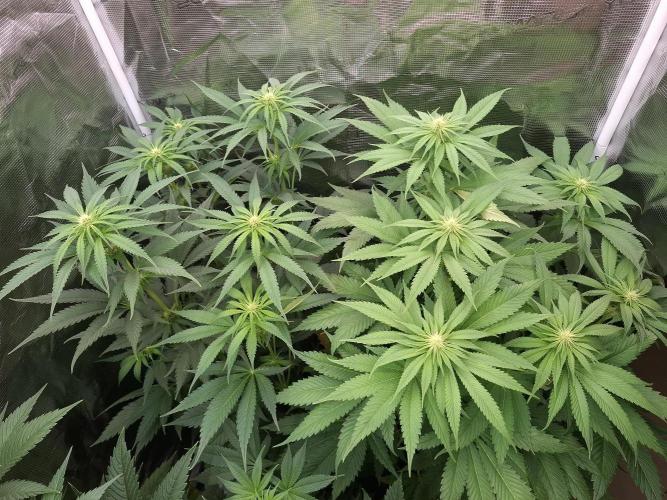 Mini-Pheno-Hunt - Urban Seedlab. Week 7 - The both Diamond Markers in comparison 