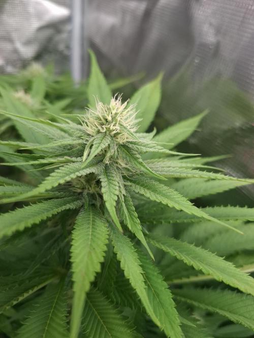 Mini-Pheno-Hunt - Urban Seedlab. Week 8 - Diamond Marker - Jealousy Pheno
