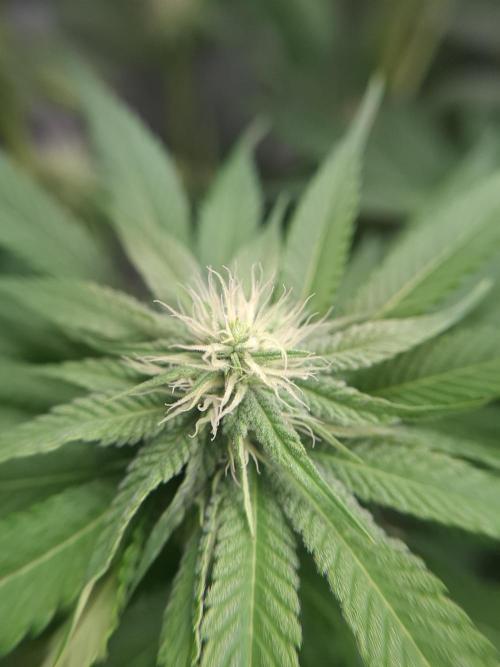 Mini-Pheno-Hunt - Urban Seedlab. Week 8 - Diamond Marker - Jealousy Pheno macro