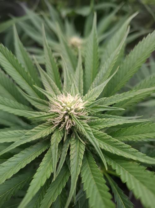 Mini-Pheno-Hunt - Urban Seedlab. Week 8 - Diamond Marker - Marker Pheno