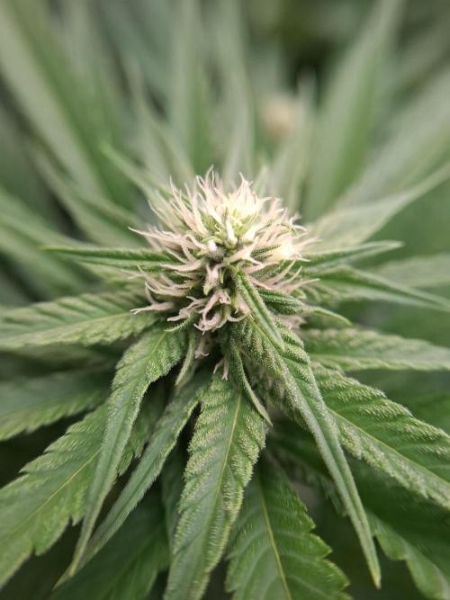 Mini-Pheno-Hunt - Urban Seedlab. Week 8 - Diamond Marker - Marker Pheno macro