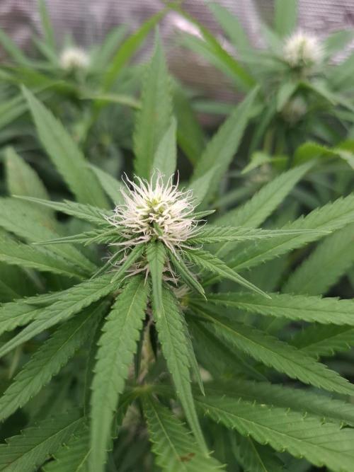 Mini-Pheno-Hunt - Urban Seedlab. Week 8 - Urbans 11