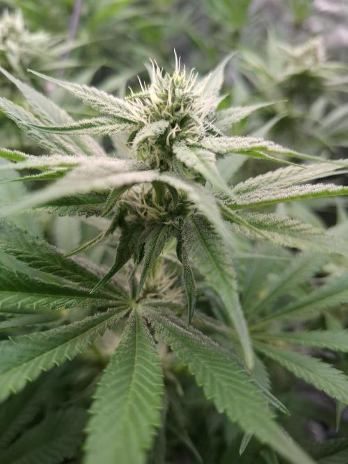 Mini-Pheno-Hunt - Urban Seedlab. Week 8 - Gorillato x Banana Butter Cups 